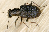 Elaphrus cupreus