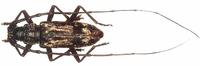 Aeolesthes induta - Satin-wood Borer