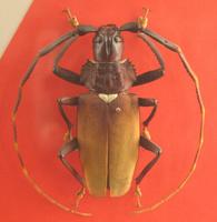 Mallaspis scutellaris