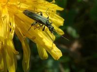 Oedemera virescens