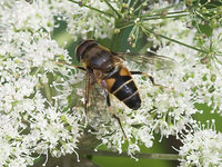 Eristalis pertinax