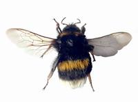 Bombus terrestris - Buff-tailed Bumblebee