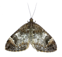 Dysstroma truncata - Common Marbled Carpet