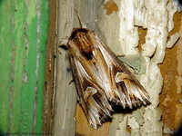 Actinotia polyodon - Purple Cloud