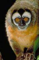 Owl monkey (Aotus sp.)