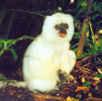 Silky sifaka (Propithecus candidus)