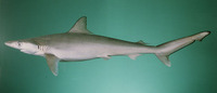 Rhizoprionodon acutus, Milk shark: fisheries, gamefish