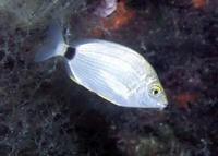 Diplodus annularis, Annular seabream: fisheries, gamefish