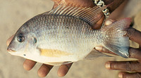 Tilapia walteri, :