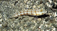 Valenciennea puellaris, Maiden goby: aquarium