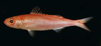 Emmelichthys struhsakeri, : fisheries