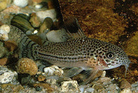 Corydoras julii, Leopard corydoras: aquarium