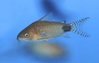 Corydoras guapore, Guapore corydoras: aquarium