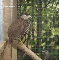 Double-spurred Francolin Francolinus bicalcaratus