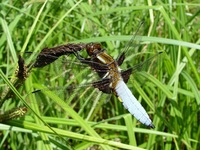 Libellula depressa - Broad-Bodied Chaser