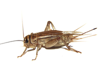 Acheta domestica - House Cricket