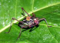 Barbitistes constrictus