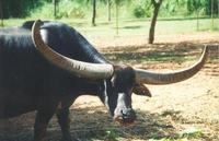 Image of: Bubalus bubalis (water buffalo)