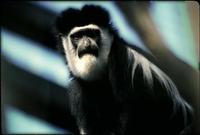 Image of: Colobus guereza (guereza)