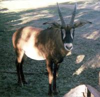Image of: Hippotragus equinus (roan antelope)