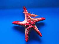 Protoreaster linckii - Red Knob Seastar