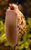 Cypraea tigris - tiger cowry