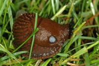 Arion lusitanicus - Iberian slug