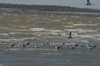 Cladorhynchus leucocephalus - Banded Stilt