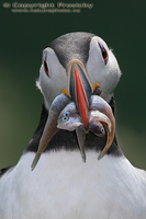 Fratercula arctica - Atlantic Puffin