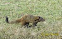 Herpestes vitticollis - Striped-necked Mongoose
