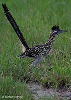 Image of: Geococcyx californianus (greater roadrunner)