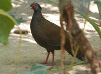 Image of: Lophura nycthemera (silver pheasant)