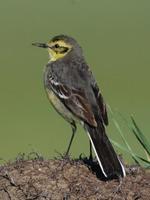 Image of: Motacilla citreola (citrine wagtail)