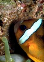 Image of: Amphiprion clarkii (black clown)