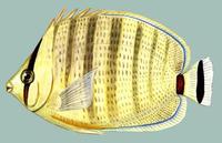 Image of: Chaetodon multicinctus (pebbled butterflyfish)