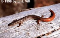 Image of: Eumeces egregius (mole skink)