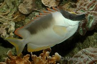 Siganus magnificus - Magnificent Rabbitfish