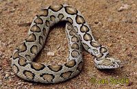 Daboia russelii - Russell's Viper