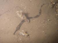 Syngnathus acus - Common Pipefish