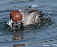 Redhead - Aythya americana