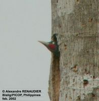 Sooty Woodpecker - Mulleripicus funebris