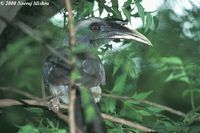 Indian Grey Hornbill - Ocyceros birostris