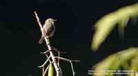 Yellow-streaked Warbler - Phylloscopus armandii