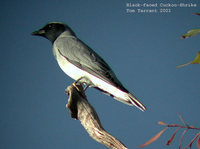 Black-faced Cuckooshrike - Coracina novaehollandiae