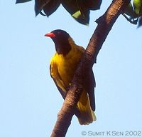 Black-hooded Oriole - Oriolus xanthornus