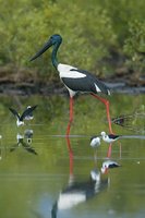 Black necked Stork