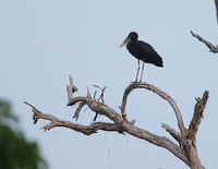 African Openbill Stork (Anastomus lamelligerus) photo