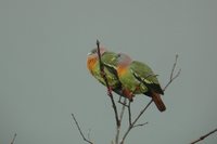 Pink-necked Pigeon - Treron vernans