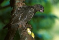 Black Parrot - Coracopsis nigra