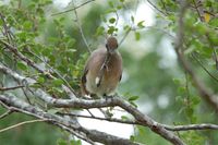 Red-capped Coua - Coua ruficeps